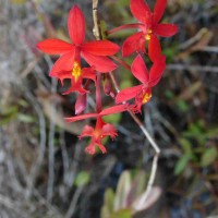 Epidendrum radicans Pav. ex Lindl.